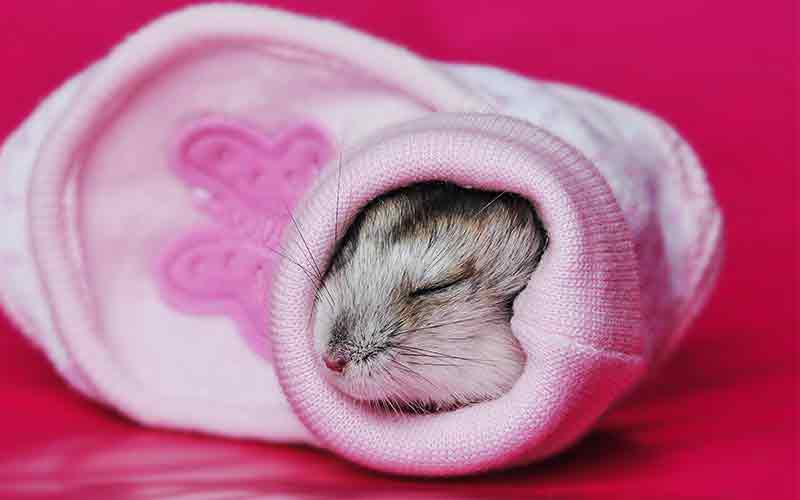 hamster-sleep-1.jpg