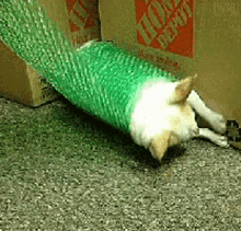 bubble-wrapped.gif