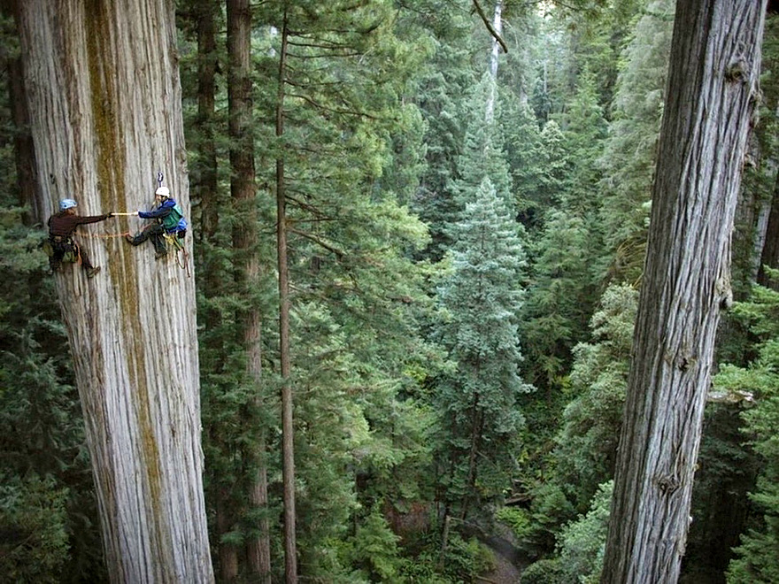 sequoia-climbers.jpg