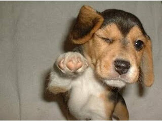 winking+dog.bmp