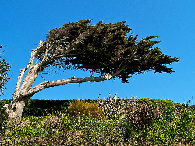 tree.jpg