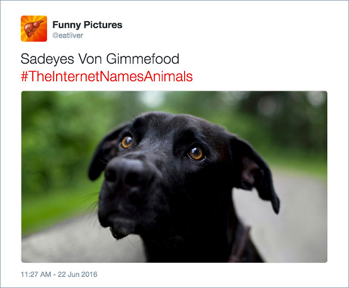animal-name_dog.jpg