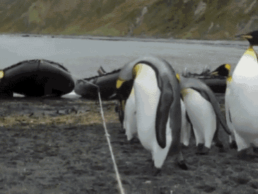 penguins-rope.gif
