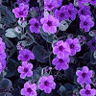 icon016.gif