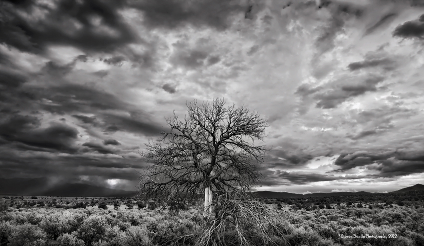 taos_tree_and_storm.jpg