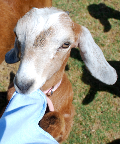 goatshirt.jpg
