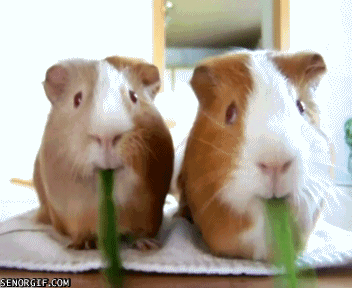 funny_gif_selection_with_animals_17.gif