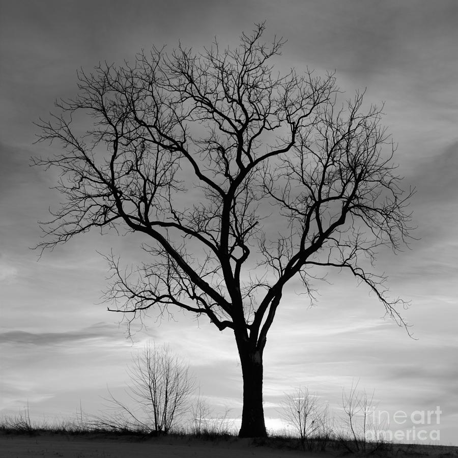 winter-tree-silhouette-john-stephens.jpg