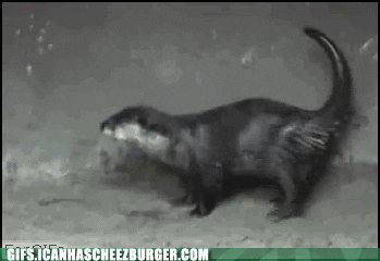 11p8Lr9eVeXq2Q.gif