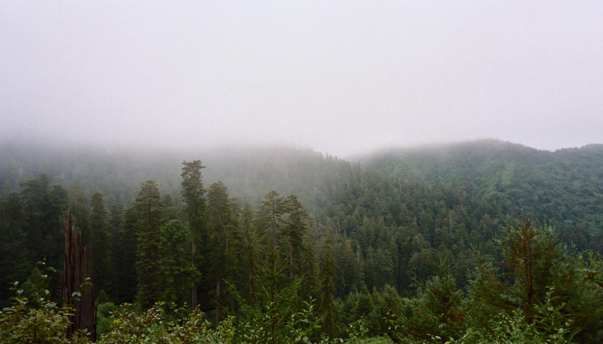 foggy_trees_by_werewolf_nemesis.jpg