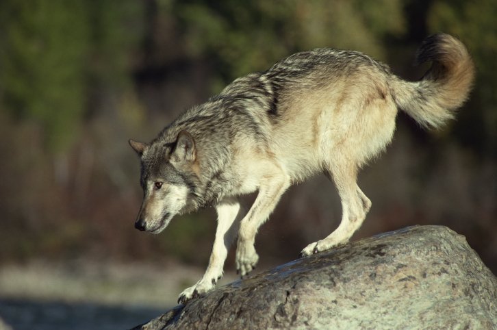 profile_of_jumping_grey_wolf.jpg