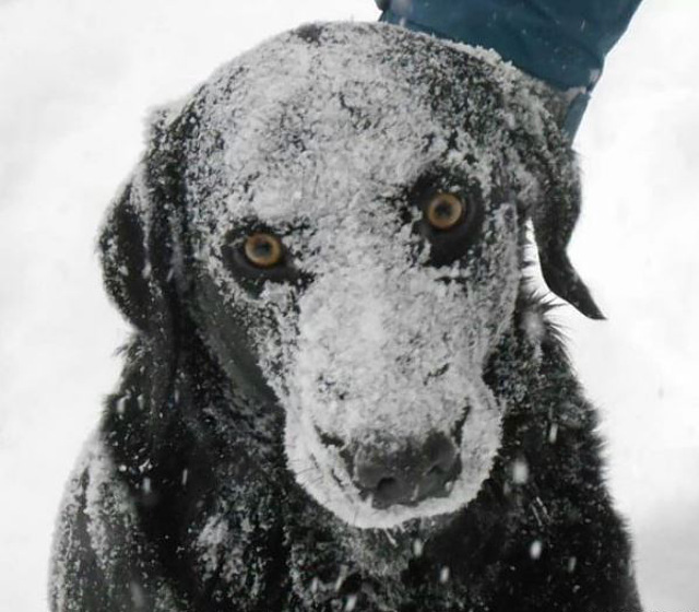 snow-face-dog.jpg