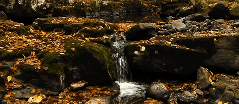 giphy.gif