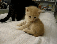 rmcbaHb.gif