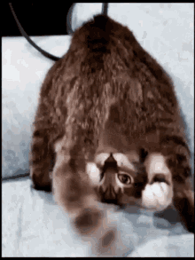 cat-silly.gif