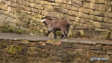 bouncing-along-goat