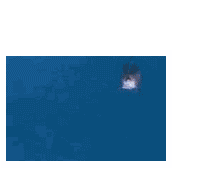 Animated-gif-dolphin-jumping-out-of-image-moving-picture.gif