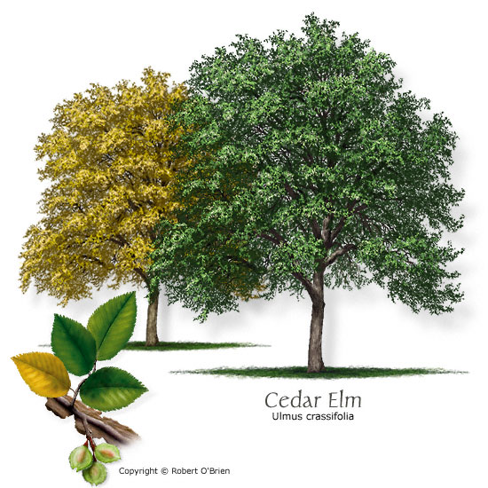 Cedar-Elm-Drawing.jpg
