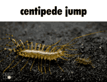 centipede-jump-centipede.gif