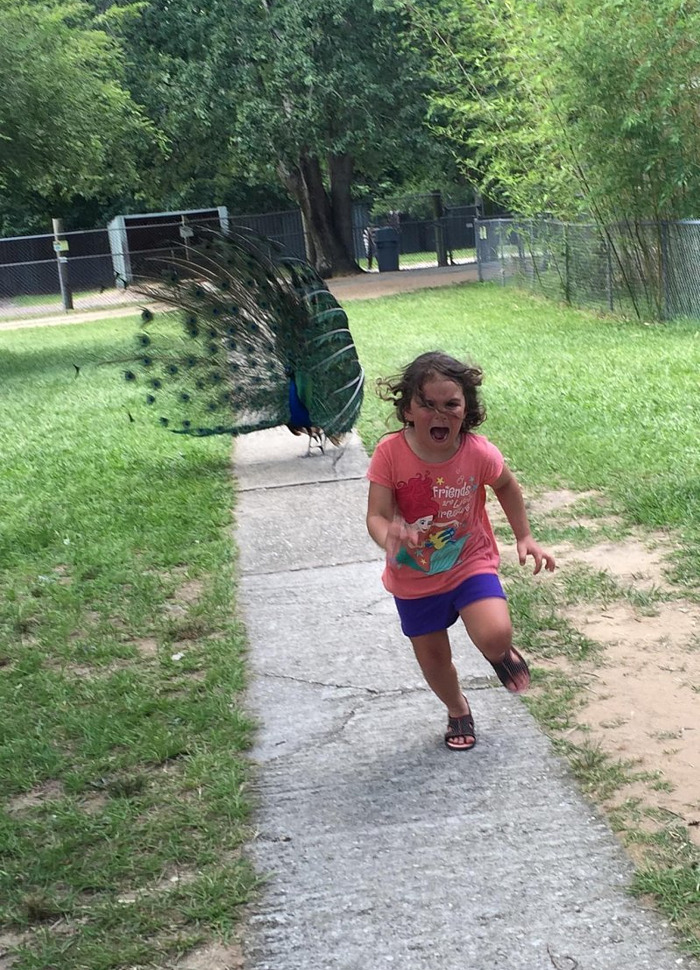 peacock-scares-kid.jpg