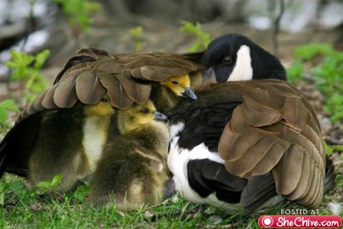 duck-with-ducklings-under-wings.jpg