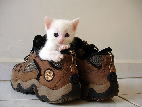 photograph-pets.jpg