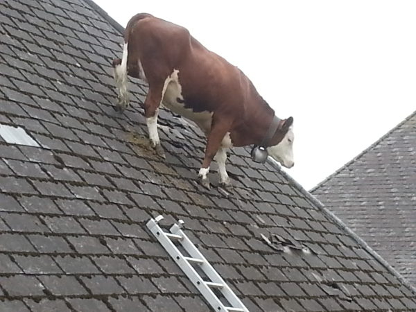 Weird-Animal-News-Cow-on-barn-roof-in-Switzerland.jpg