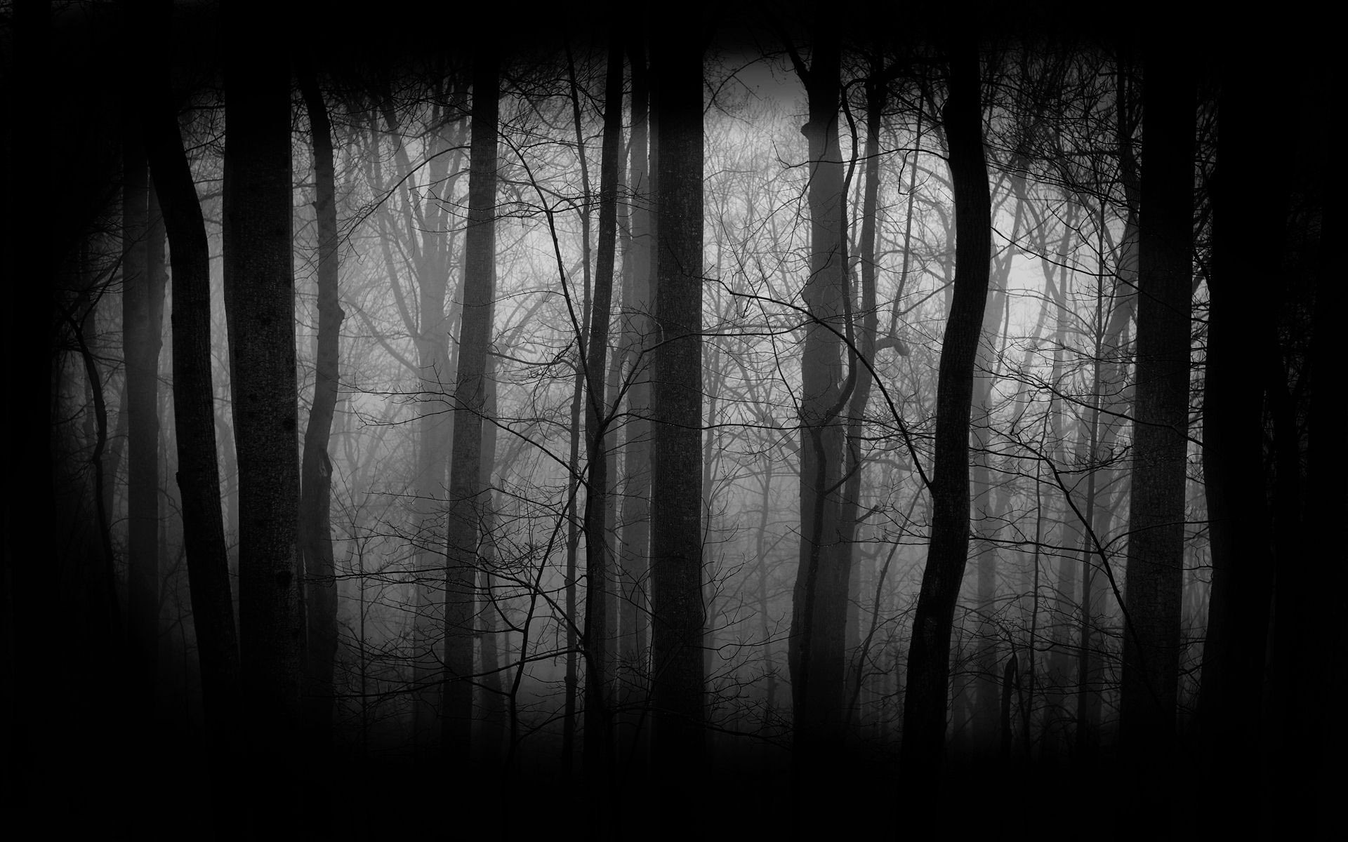 796665710_Dark-Forest-Wallpaper-3.jpg