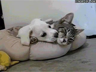 beagle-puppy-and-cat-friendship