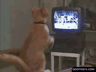 Moving-animated-picture-of-boxing-cat.gif