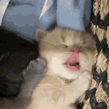 cat-kitten.gif
