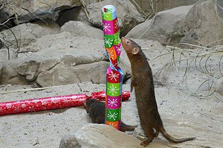 the-worlds-top-10-best-images-of-animals-open-L-3eviP3.jpeg