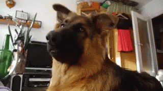 ed832ce500351f1dd68bb3e88b33081c.gif