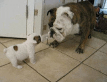 giphy.gif