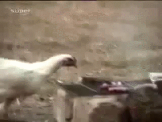 chicken-steals-hotdog-off-the-barbeque