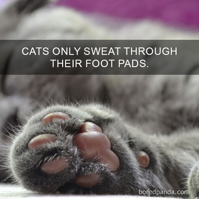 cat-facts-53-593ffb183c7b8__700.jpg