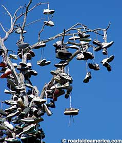 CASDIshoetree10.jpg