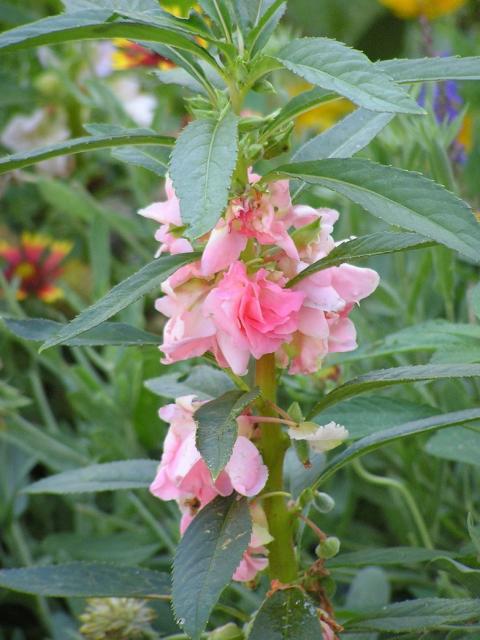 Light+pink+annual+flowers+Balsam.jpg