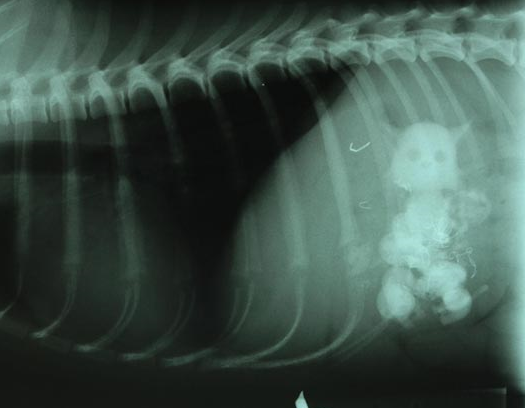 Capturecatindogxtaryasf.png