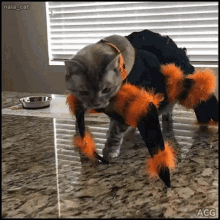 spider-costume-cat.gif