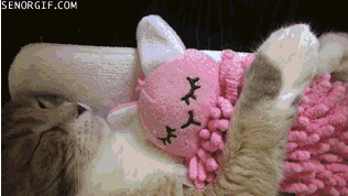 one-comfortable-cat