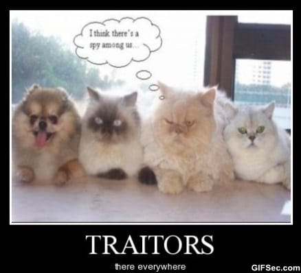 funny-cat-2011.jpg