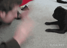 puppy-see-puppy-do