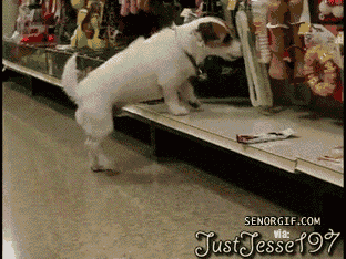 96616895.v1314854912.gif