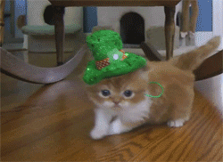 giphy.gif