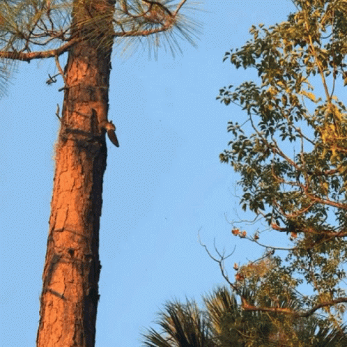 jump-squirrel.gif