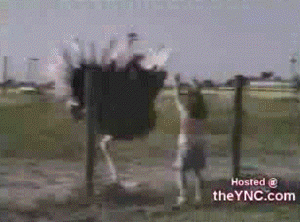 RKF8t.gif