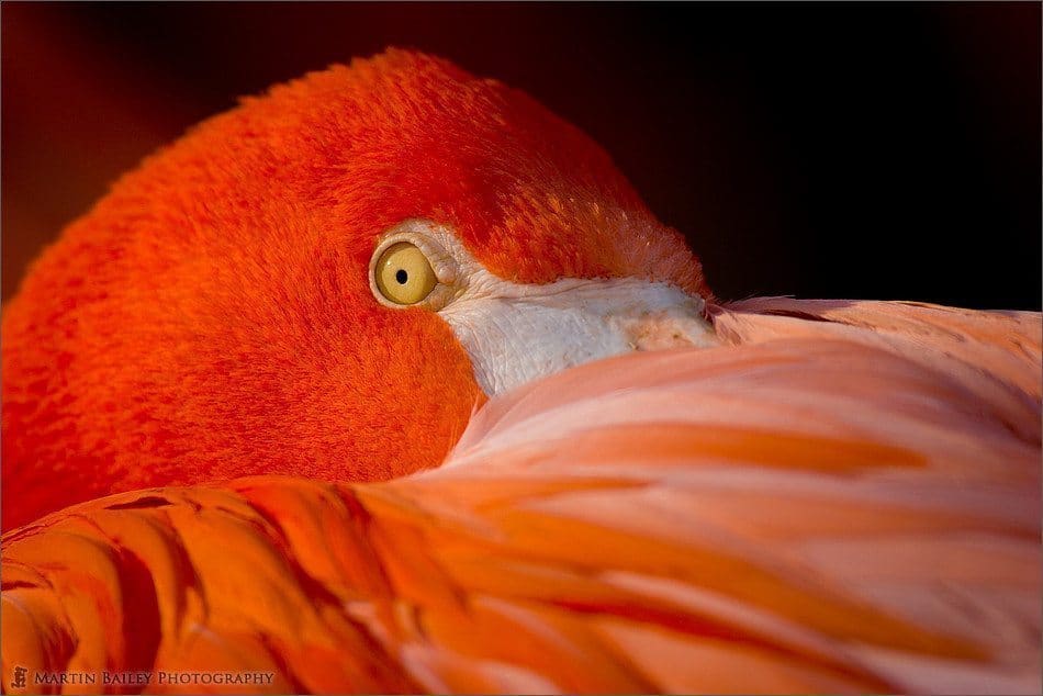 Flamingo_7021.jpg