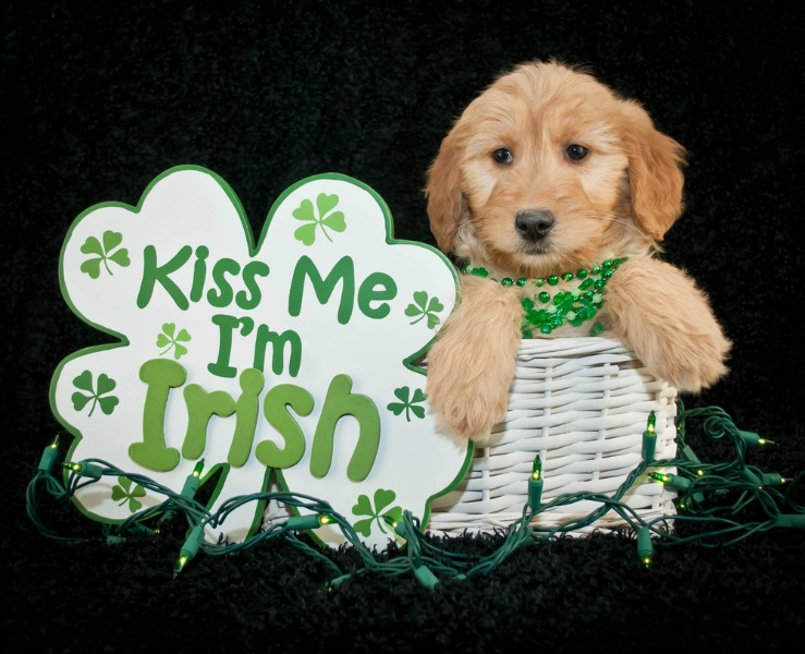 kiss-me-Irish600.jpg
