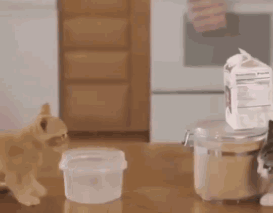 cats-teamwork.gif